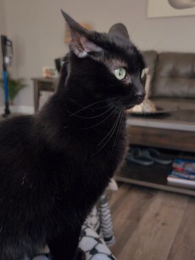 Help me pay for my cat’s vet bills!